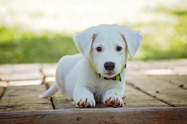 Hunde Krankenversicherung sinnvoll