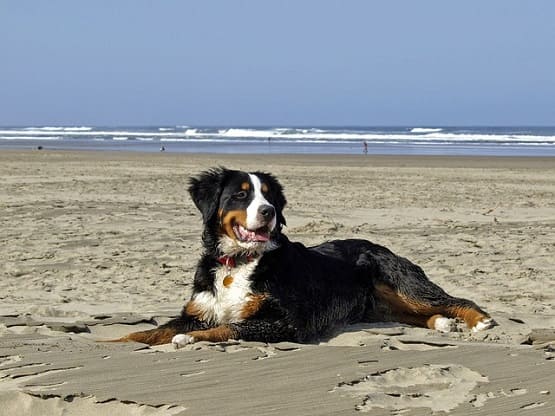 Urlaub mit Hund am Meer - Was gibt es zu beachten