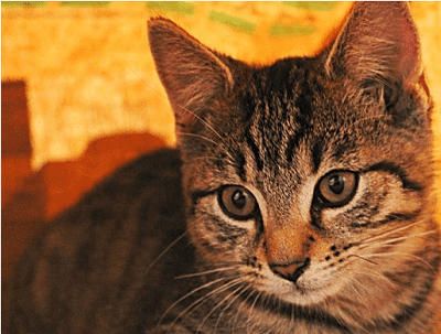 Katzenallergie – Was kann man dagegen tun