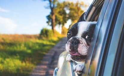 Hunde bellen ständig - Hunde bellen abgewöhnen