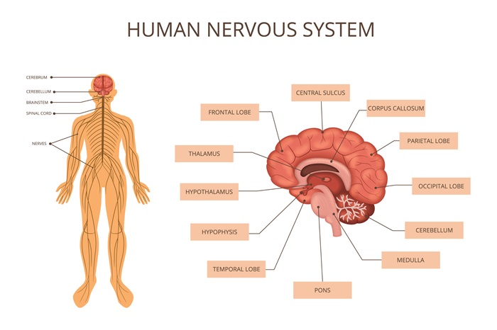 Diagramm des menschlichen Nervensystems