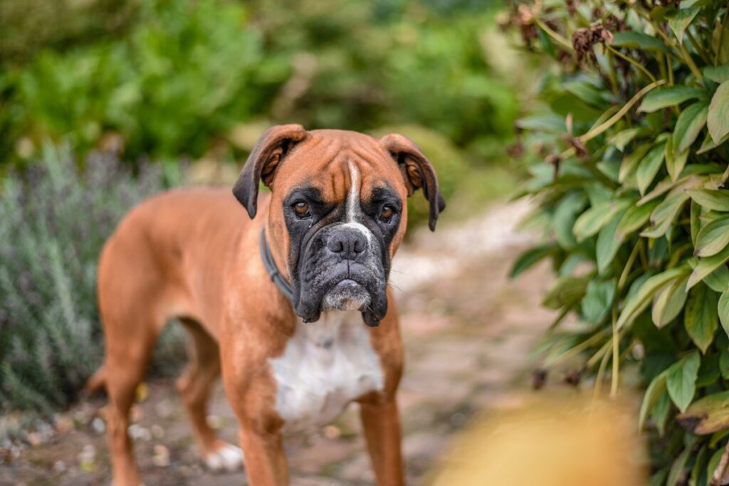 Die häufigsten Krankheiten bei Bulldoggen