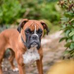Die häufigsten Krankheiten bei Bulldoggen