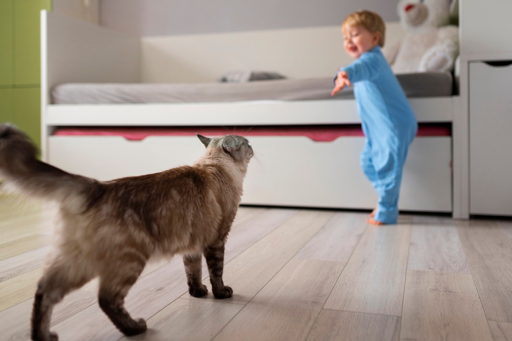 Warum eine Katze einem Menschen überallhin folgt
