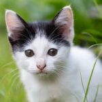 Was ist der großte Liebesbeweis einer Katze
