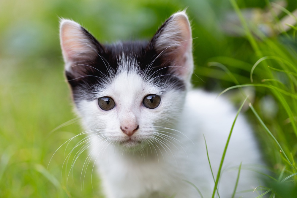 Was ist der großte Liebesbeweis einer Katze